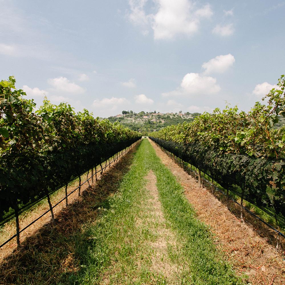Los Remedios Vineyard lawn